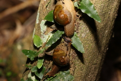 Stanisicarion aquila