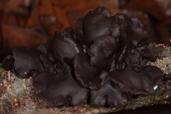 Exidia