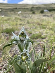 Chloraea magellanica