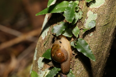 Stanisicarion aquila