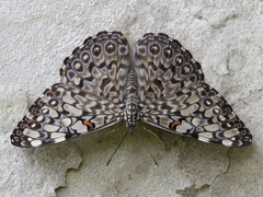 Hamadryas feronia