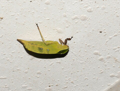 Agaurella mirabilis