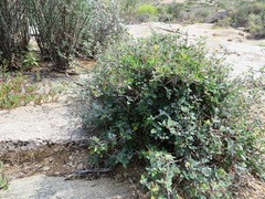 Rhynchosia schlechteri