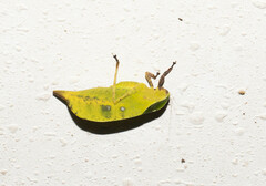 Agaurella mirabilis