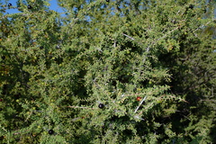 Condalia warnockii