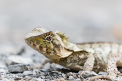 Lophosaurus spinipes