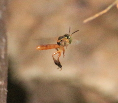 Tetragonisca fiebrigi