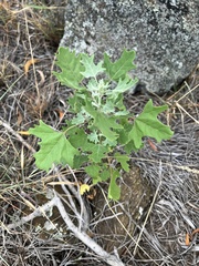 Chenopodium oahuense