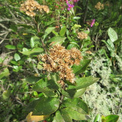 Baccharis prunifolia