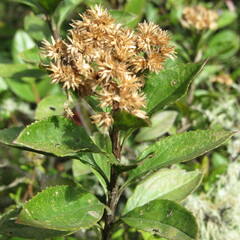 Baccharis prunifolia