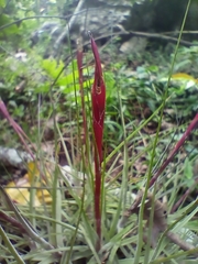 Tillandsia schiedeana