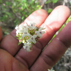 Galianthe bogotensis