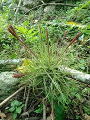 Tillandsia schiedeana