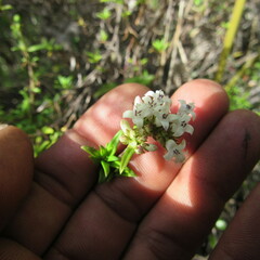 Galianthe bogotensis