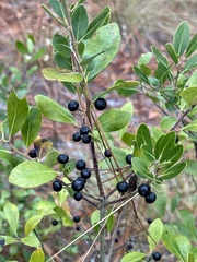 Ilex glabra