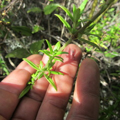 Galianthe bogotensis