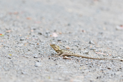 Lophosaurus spinipes