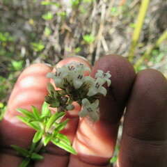 Galianthe bogotensis