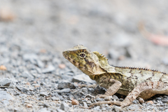 Lophosaurus spinipes