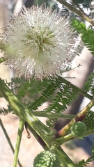 Leucaena esculenta