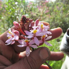 Epidendrum arachnoglossum