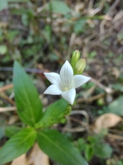 Spigelia