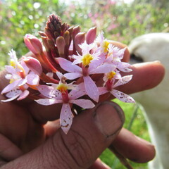 Epidendrum arachnoglossum