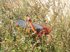 Phymateus morbillosus