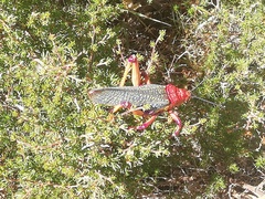 Phymateus morbillosus