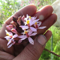 Epidendrum arachnoglossum