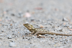 Lophosaurus spinipes