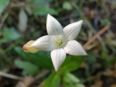 Spigelia