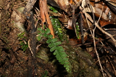 Adiantum diaphanum