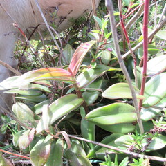 Epidendrum arachnoglossum