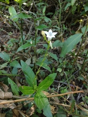 Spigelia