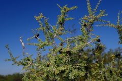 Condalia warnockii