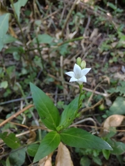 Spigelia
