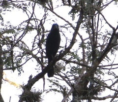 Cyanoloxia brissonii