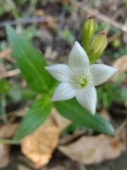 Spigelia