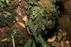 Adiantum diaphanum