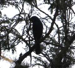 Cyanoloxia brissonii