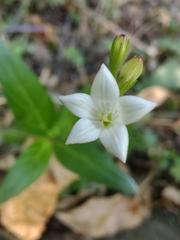 Spigelia