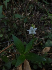 Spigelia