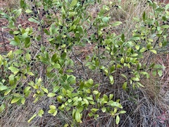 Ilex glabra