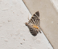 Spilomela