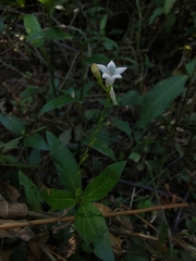 Spigelia