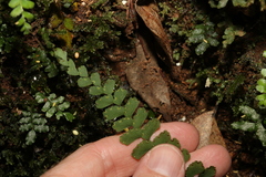 Adiantum diaphanum