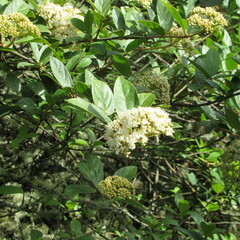 Viburnum triphyllum