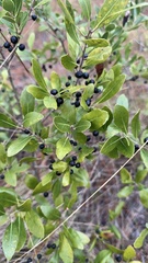 Ilex glabra