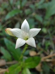 Spigelia